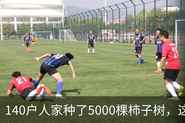 140户人家种了5000棵柿子树，这个浙江小村国庆6天来了8万人